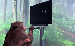 Neuralink by Elon Musk shows monkey with brain chip playing video game by thinking