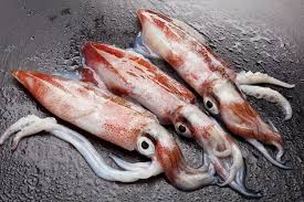 Baby squids blasted into space for research – NASA
