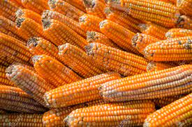Global food crises imminent as cargo costs spike in the midst of high grain prices.