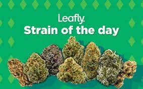 Top cannabis site Leafly in talks to go public via a merger with blank-check firm Merida