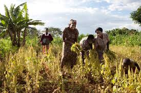 The AfDB is to provide funding of $1b to boost wheat production.