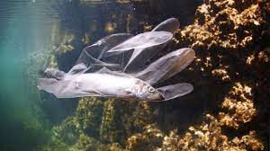 Robot fish that eat microplastics has been developed by Chinese scientists to clean up the ocean.