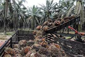 Indonesia conducts field trials for palm oil gasoline.