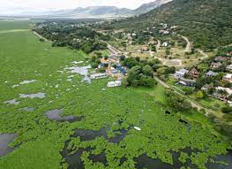 South African scientists employ insects to combat water hyacinth weed.