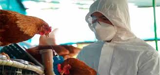 WHO cautions against the pandemic as China reports the first human death from H3N8 bird flu.