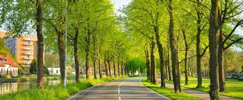 Global warming: US to create resilient cities and improve access to nature with $1b tree planting program.
