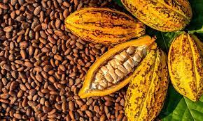 South American farmers hijack cocoa production from Africa with high-tech and better yields as prices rally.