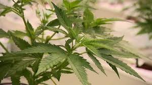 Medicinal cannabis: Police arrest international gang that defrauded investors of $686m.