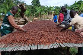 Ghana’s devastated cocoa season throws global trading houses to over $1b loss.