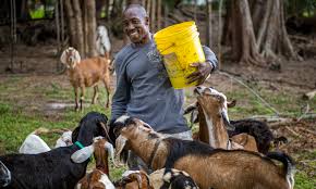 Biden administration grants Black and other minority farmers $2b after years of discrimination.